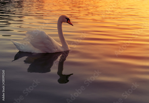 Fototapeta Naklejka Na Ścianę i Meble -  Evening swan on the lake. White swan on the lake.