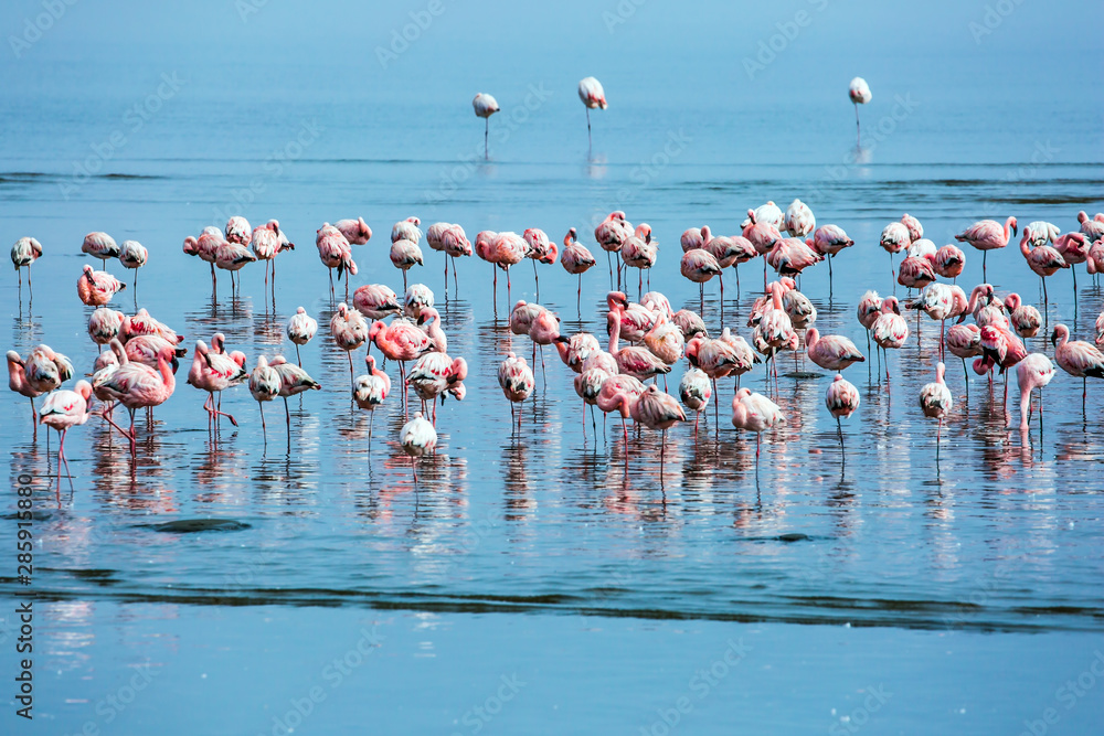 Flock of magnificent birds