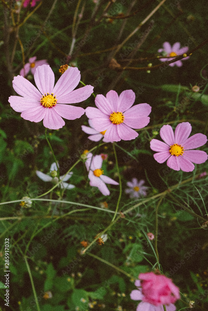 Pretty pink cosmos flowers blooming in the garden, green grass background Pretty pink cosmos flowers blooming in the garden, green grass background