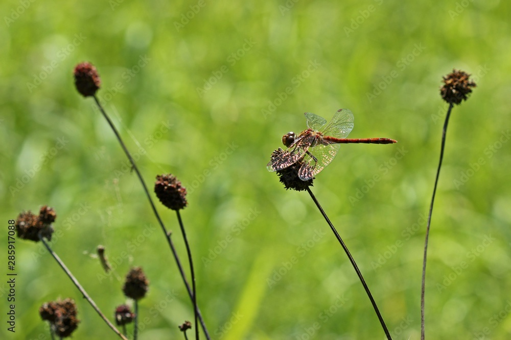 Große Heidelibelle (Sympetrum striolatum) auf Großem Wiesenknopf (Sanguisorba officinalis) Große Heidelibelle (Sympetrum striolatum) auf Großem Wiesenknopf (Sanguisorba officinalis)