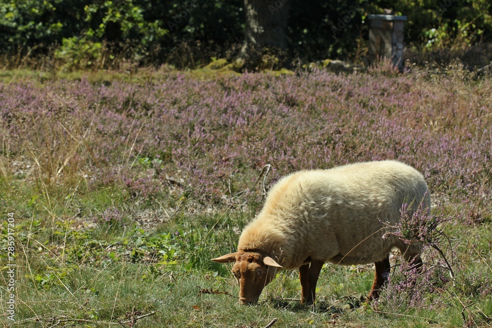 Weidendes Schaf in Heidegebiet Termenei Weidendes Schaf in Heidegebiet Termenei