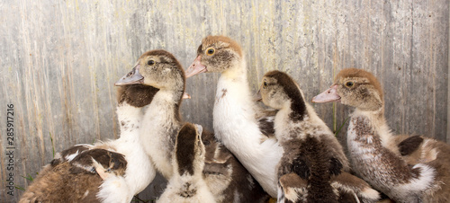 Fototapeta Naklejka Na Ścianę i Meble -  Ducklings in a home farm. Close up of duckling