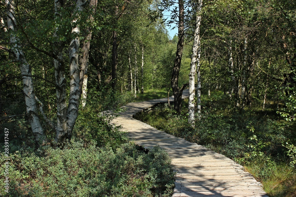 Fototapeta premium Holzbohlenweg durch das Schwarze Moor in der Rhön