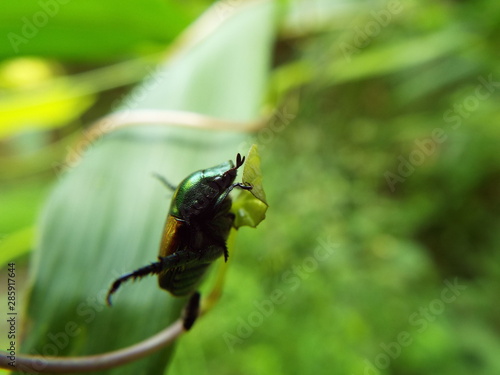 マメコガネ japanese beetle