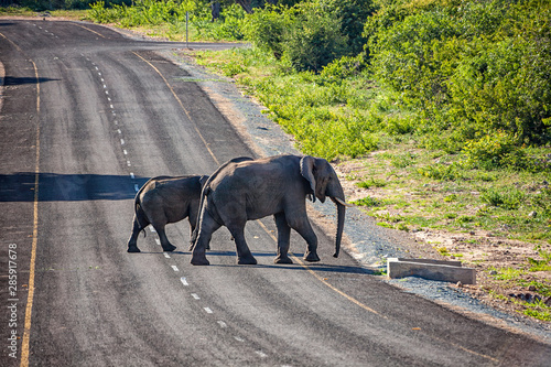 Canvas Print Botswana elephant human conflict