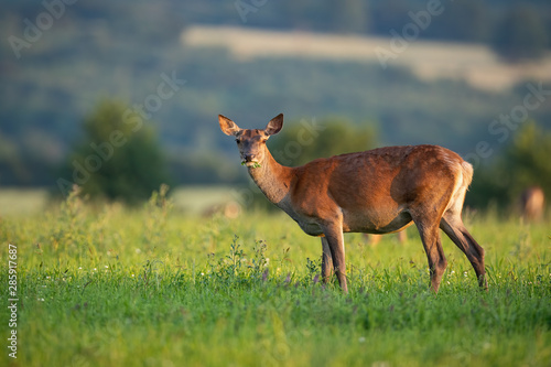 Red deer hind with warm light on a summer evening facing camera with copyspace. Female wild mammal animal standing on green grass field with selective focus