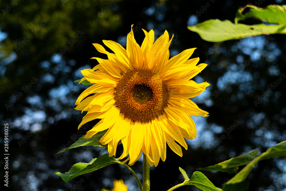 Fototapeta premium large close up view of sun flowers with bees pollinating on sunny august day in hertfordshire england