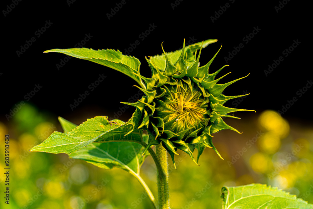 large close up view of sun flowers with bees pollinating on sunny august day in hertfordshire england large close up view of sun flowers with bees pollinating on sunny august day in hertfordshire england