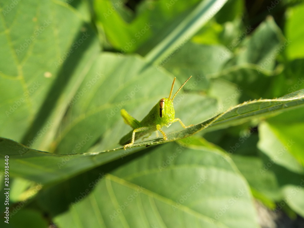 Obraz premium バッタ 幼体 grasshopper