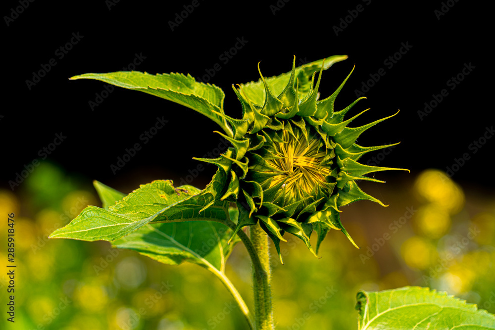 large close up view of sun flowers with bees pollinating on sunny august day in hertfordshire england large close up view of sun flowers with bees pollinating on sunny august day in hertfordshire england