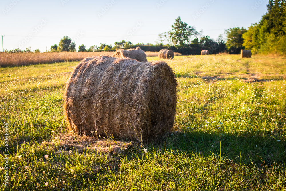 Harvested straw field with Hay bale on agriculture field at sunset