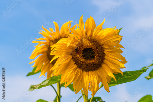 large close up view of sun flowers with bees pollinating on sunny august day in hertfordshire england