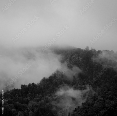 Fog on Trees in a Forest in the mountains