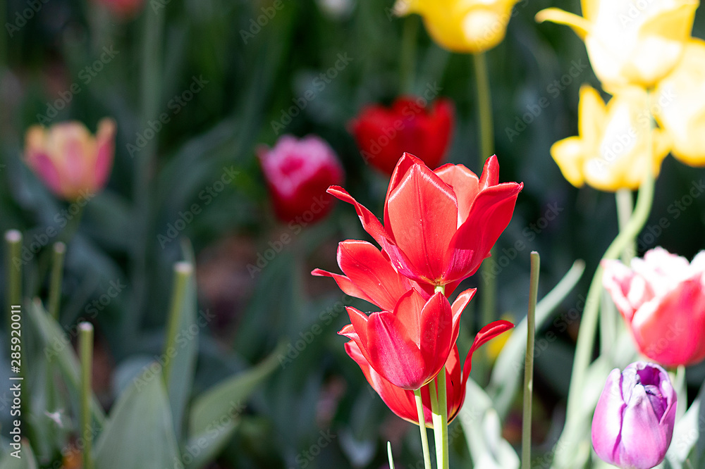Naklejka premium Bright red tulip flower. Closeup tulip flowers grow in the field. Different flowers are yellow.