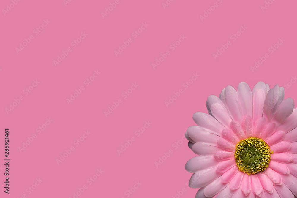 Gerber's pink flower on a pink background Gerber's pink flower on a pink background