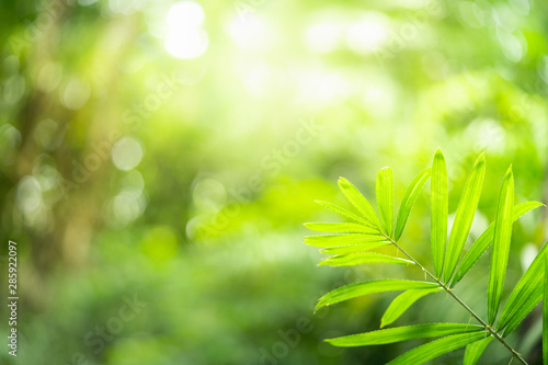 Closeup nature view of green leaf on blurred greenery background in forest