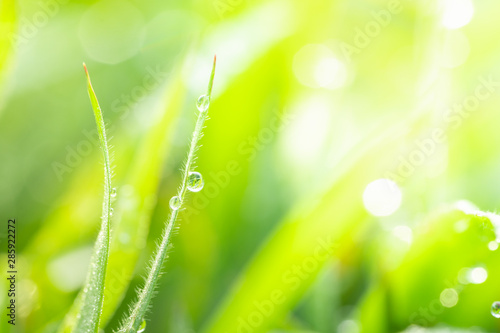 Macro photography of dewdrops on green grass in the morning.