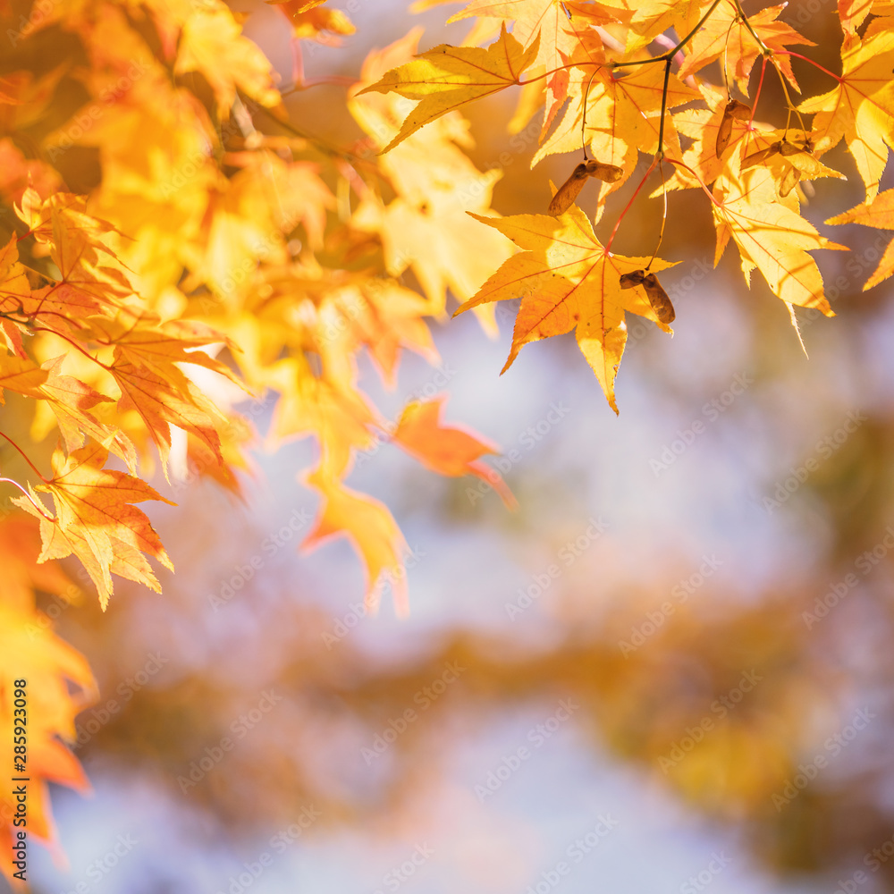 Beautiful maple leaves in autumn sunny day in foreground and blurry background in Kyushu, Japan. No people, close up, copy space, macro shot.