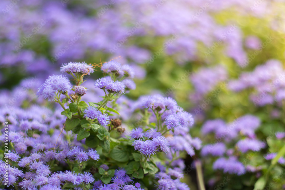 Obraz premium Ageratum flowers on a garden bed