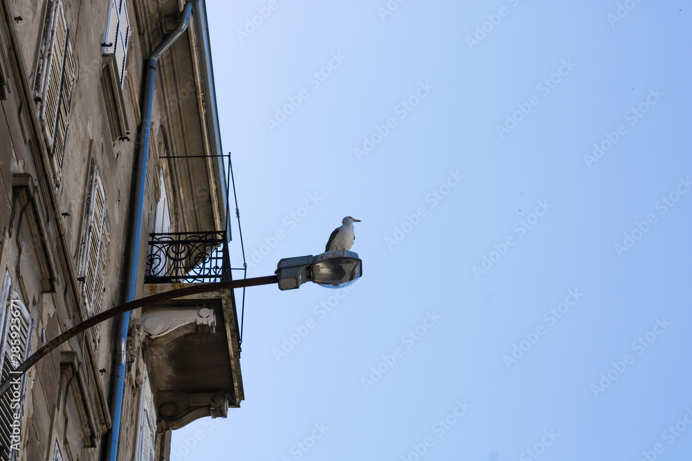Funny seagull sitting on the lamppost near the old building and gazing into the distance - Image