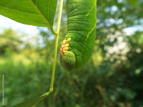 トビイロスズメ 幼虫 larva of moth