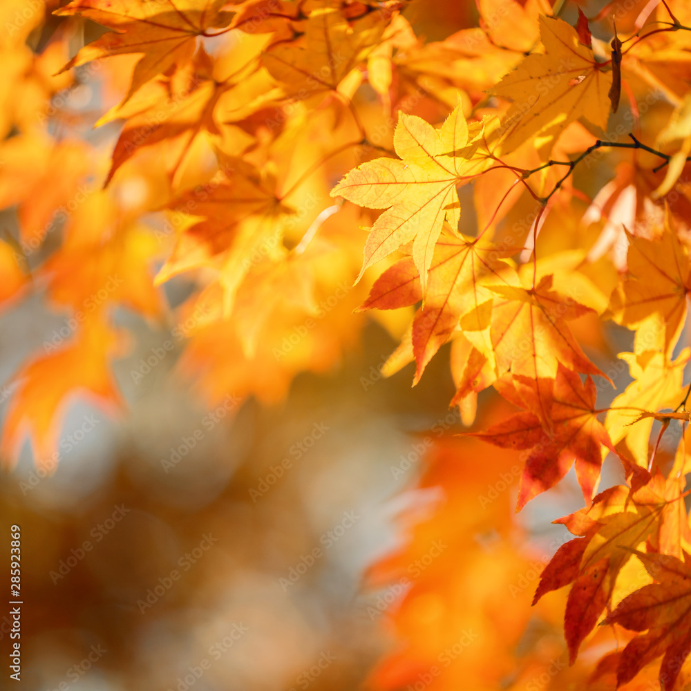 Beautiful maple leaves in autumn sunny day in foreground and blurry background in Kyushu, Japan. No people, close up, copy space, macro shot. Beautiful maple leaves in autumn sunny day in foreground and blurry background in Kyushu, Japan. No people, close up, copy space, macro shot.