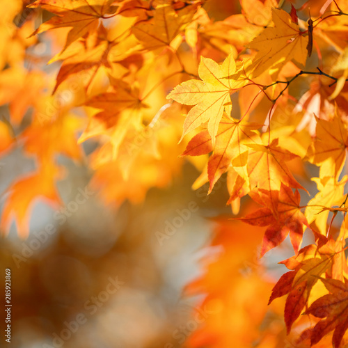 Beautiful maple leaves in autumn sunny day in foreground and blurry background in Kyushu  Japan. No people  close up  copy space  macro shot.