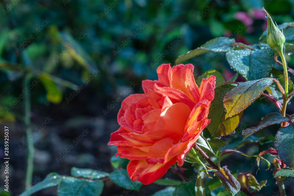 A delightful rose in drops of dew blooms in the garden at dawn.