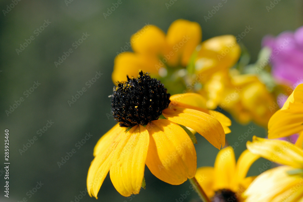 Yellow daisy with a dark core closeup. Shallow depth of field Yellow daisy with a dark core closeup. Shallow depth of field