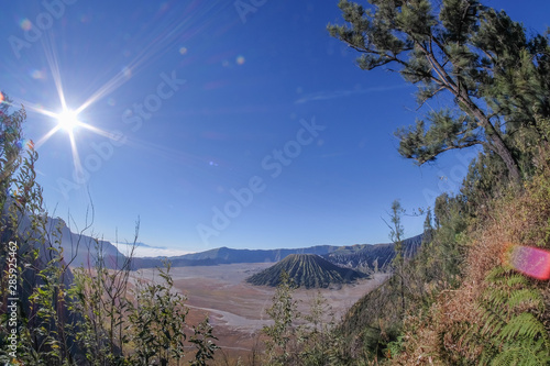 Pine tree and sun burst with the  blue sky at Mount Dingklik , East Java,Indonesia. Mount Batok as a background photo