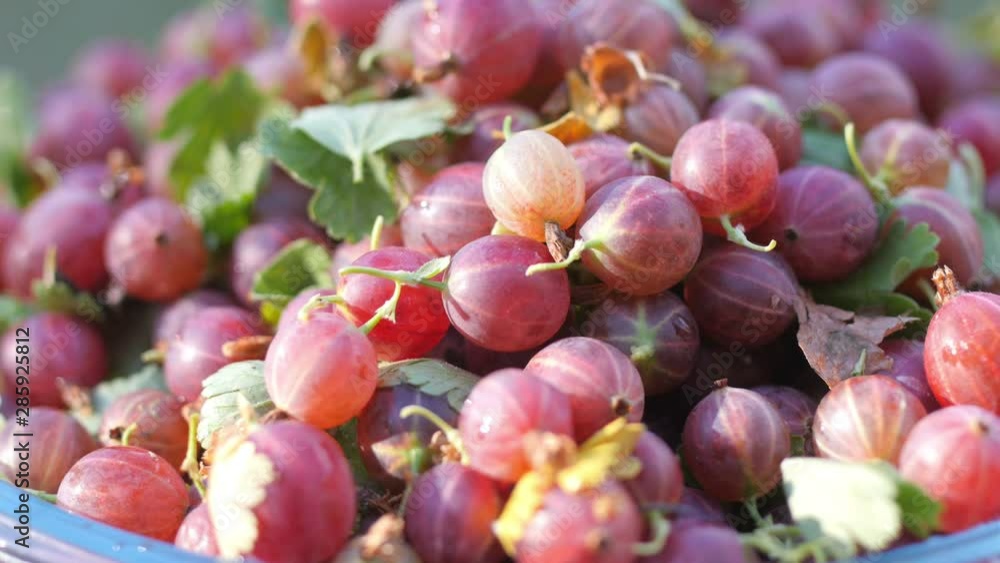 Closeup of juicy ripe gooseberries. Berries rotate on a naturally green background. Tasty and healthy fruits. 360 rotation. Harvesting in the garden. 4K UHD Closeup of juicy ripe gooseberries. Berries rotate on a naturally green background. Tasty and healthy fruits. 360 rotation. Harvesting in the garden. 4K UHD