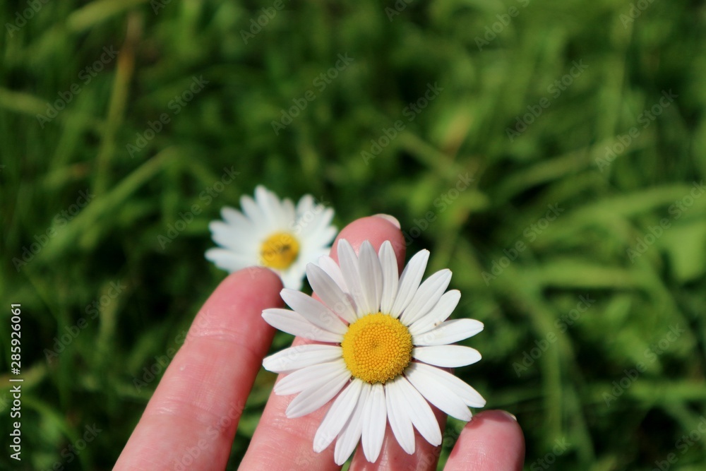 Camomile in a female hand