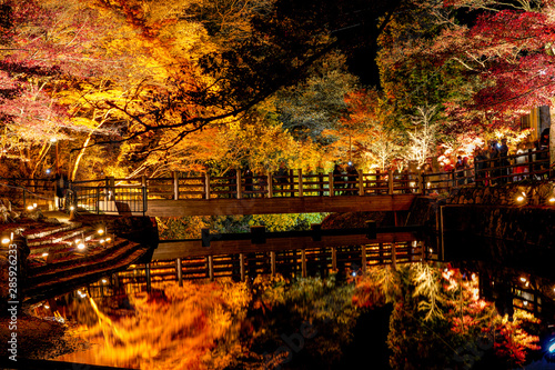 Autumn leaves light up in Iwayado Park,the bridge across river ,water reflection on pond surface so beautiful,Gyomyoga taki Waterfall and Seto Otaki Waterfall Toppara riverside at night time in Japan