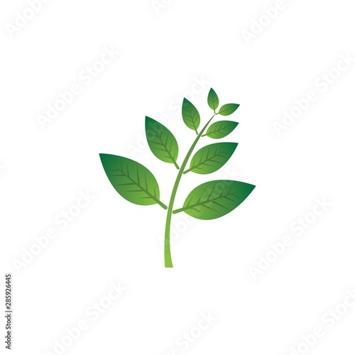 leaf veector template icon design
