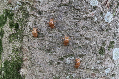 蝉の抜け殻のある公園の欅 photo