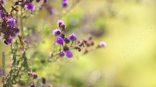 Beautiful burdock flower on green bokeh background closeup