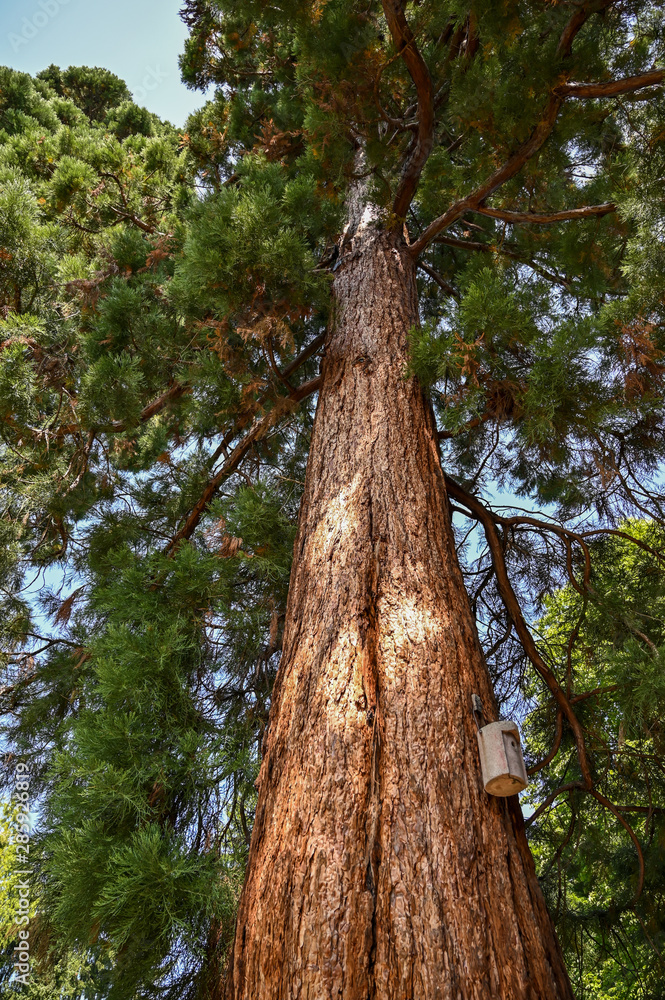 Fototapeta premium Mammutbaum - Sequoiadendron giganteum