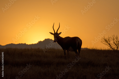 antelope at sunrise © bla