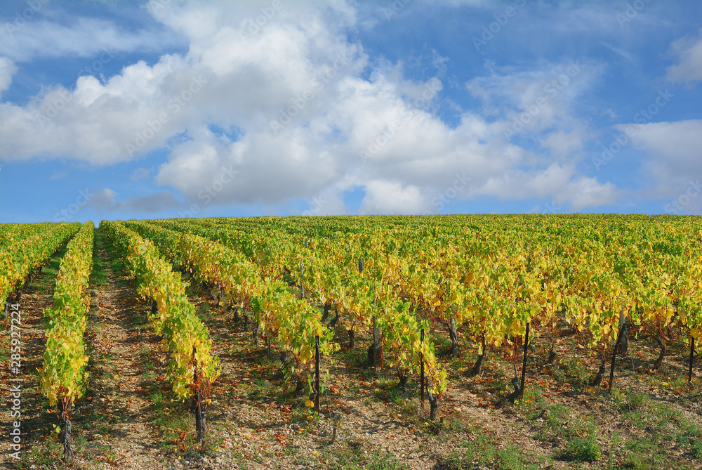 Weinberg in Burgund in der Chablis Weinregion,Frankreich