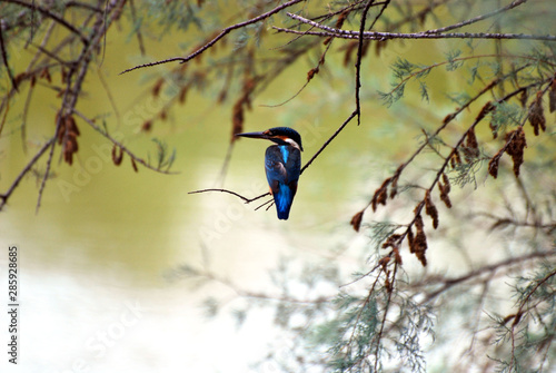 Fotografie Martin Pescatore su un ramo