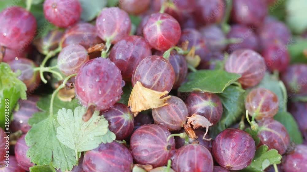 Close up top view of delicious ripe gooseberries covered with water droplets. 360 rotation. Healthy food concept. Diet Close up top view of delicious ripe gooseberries covered with water droplets. 360 rotation. Healthy food concept. Diet