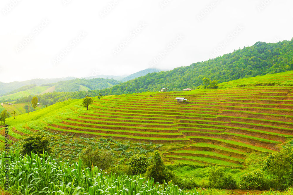  Rice terrace at Pa-pong-peang , Mae Chaem, Chaing Mai ,North Thailand.