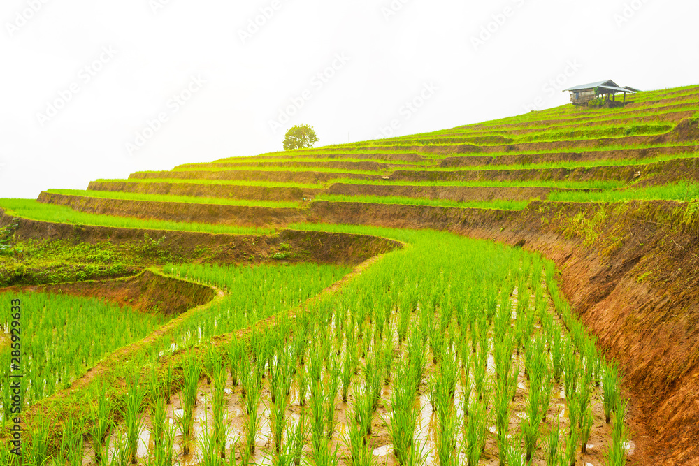  Rice terrace at Pa-pong-peang , Mae Chaem, Chaing Mai ,North Thailand.