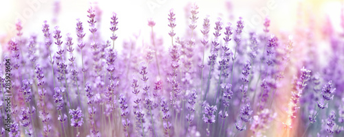 Selective and soft focus on lavender flower, lavender flowers lit by sunlight in flower garden