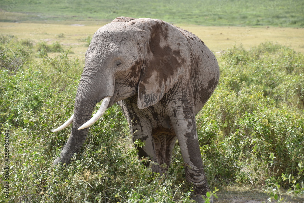 Fototapeta premium Elephant Eating in the African Bush, Amboseli, Kenya