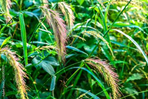 A close-up of wild plants growing in the fields in summer