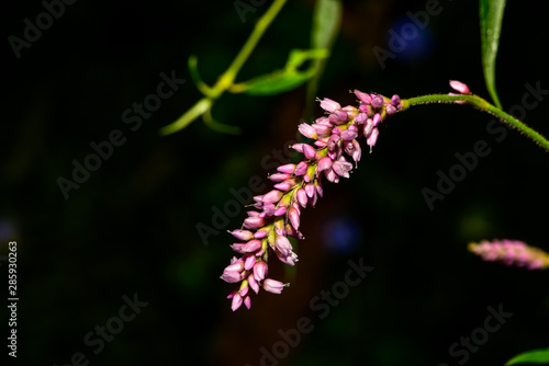 A close-up of wild plants growing in the fields in summer