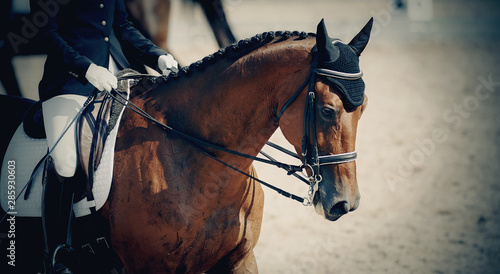 Equestrian sport. Portrait sports stallion iin the double bridle. © Azaliya (Elya Vatel)