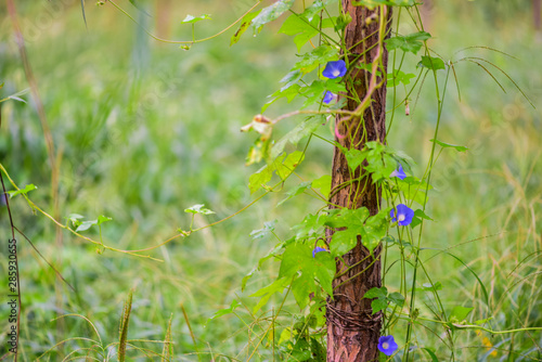 A close-up of wild plants growing in the fields in summer