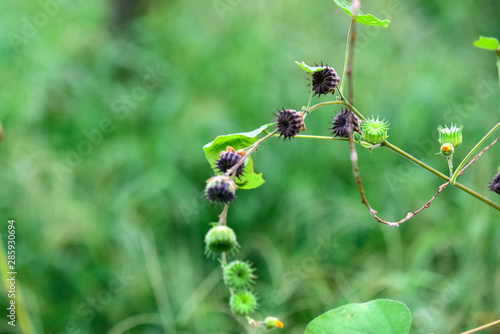 A close-up of wild plants growing in the fields in summer